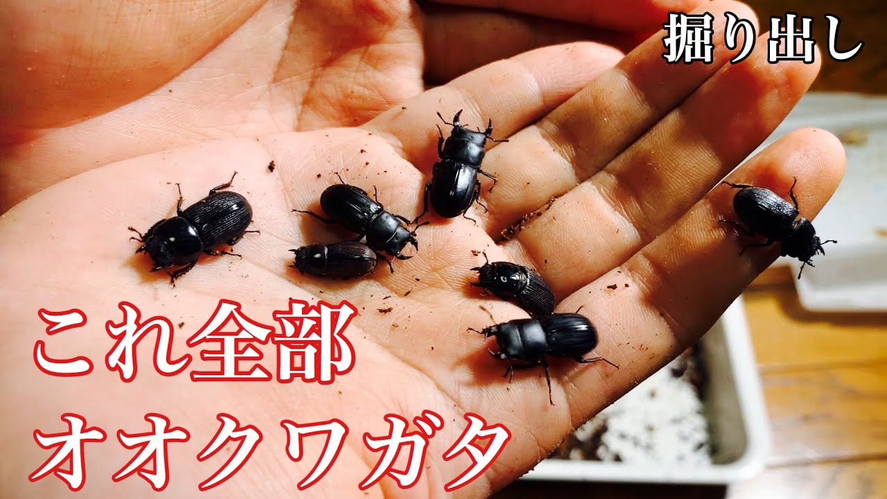 カブトムシ クワガタムシ めっちゃ小さいオオクワガタ掘り出してみた Youtube