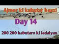 jabardast ladaiyan 200 kabutaro ki || Ajju Bhai vs Sher khan bhai || Day 14 ||