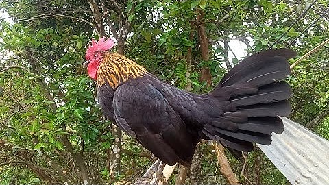 qaib dib poj dub zoo nraug qua zoo kawg 2023