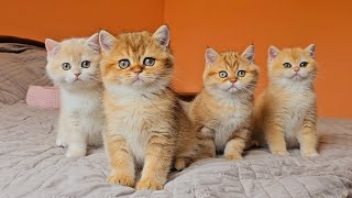 Just look at these funny British Shorthair kittens 😍