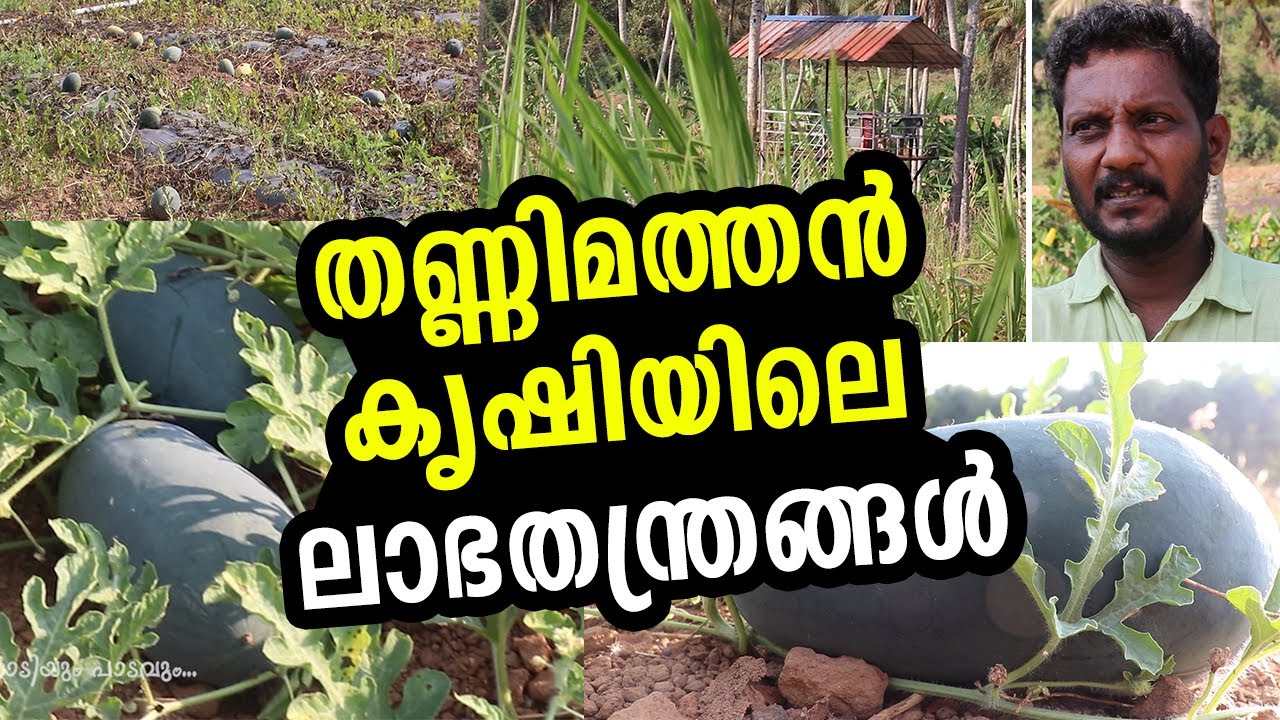 ഇന്ന് കൃഷി ബിസിനസ്സാണ്, മാർക്കറ്റിംഗ് അറിയാതെ കൃഷി ചെയ്യരുത് | 5 Acre watermelon farming Kerala