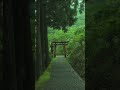 Ancient Japanese Forest Temple: 1000-Year-Old Moss Paradise Will Leave You Speechless