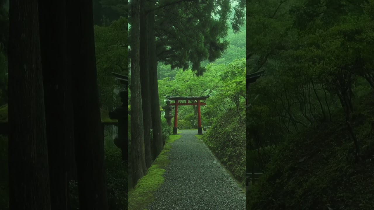 Ancient Japanese Forest Temple: 1000-Year-Old Moss Paradise Will Leave You Speechless