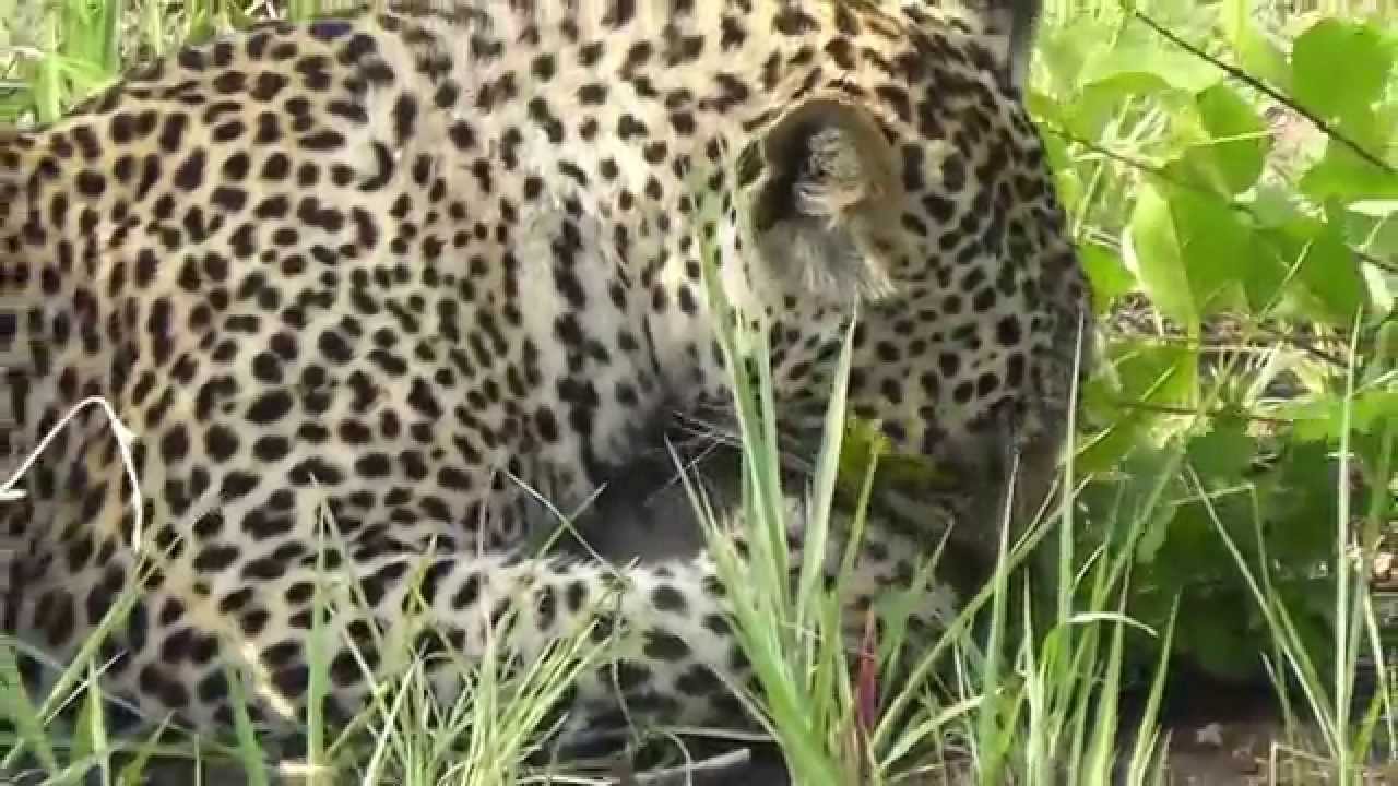 Leopard kill tortoise