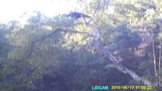 Rhino lid cam tristan 2012 deer hunting turkey invasion