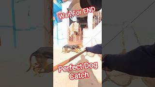 Dog Catching Van #shortsfeed #ytviral #animalstvvlog #dog #pets #amazing