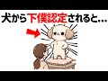 犬が見下してる飼い主にする行動10選【犬の雑学】 #雑学 #豆知識 #トリビア