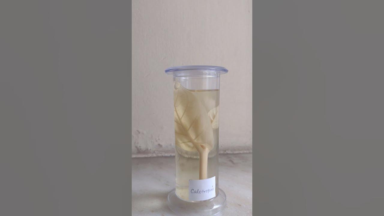 CalotropisDatura Spotting, Biology, class XII Practical YouTube