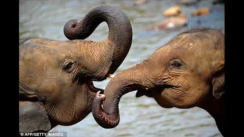 Wild Animals and the People Who Love Them - Joseph...