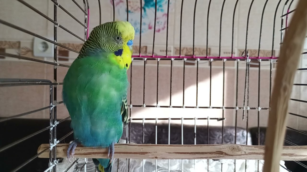 Muhabbet Kuşunuzun Size Bağlanması İçin Dinletin! 🐦Bu Seslerle Daha Huzurlu ve Cana Yakın
