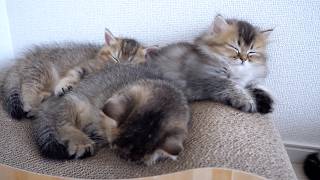 Three kitten siblings sleeping together on a bed for sharpening their nails...