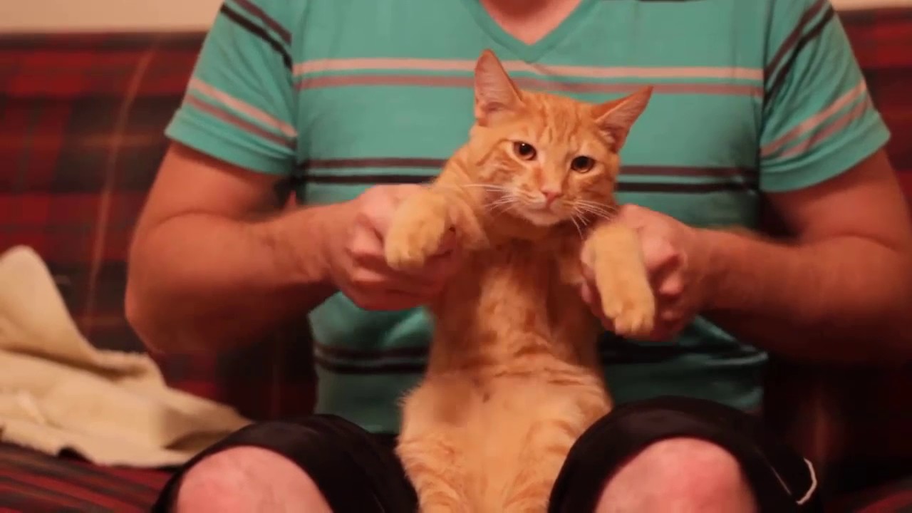 Wizard X AyePee - S.H.A.M.E. (Motionzz Remix) + Dubstep Cat  [Wizard Promotion]