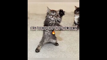 I ALMOST A NEEENJAAA Cat Ninja Shorts Trending Shortsfeed Catmemes Memes Funny 