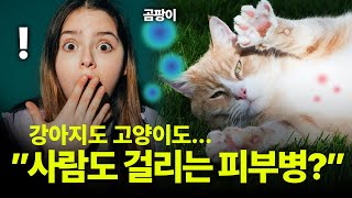 고양이 피부병, 피부사상균 '링웜' 원인,예방,치료방법! (곰팡이성 피부염)