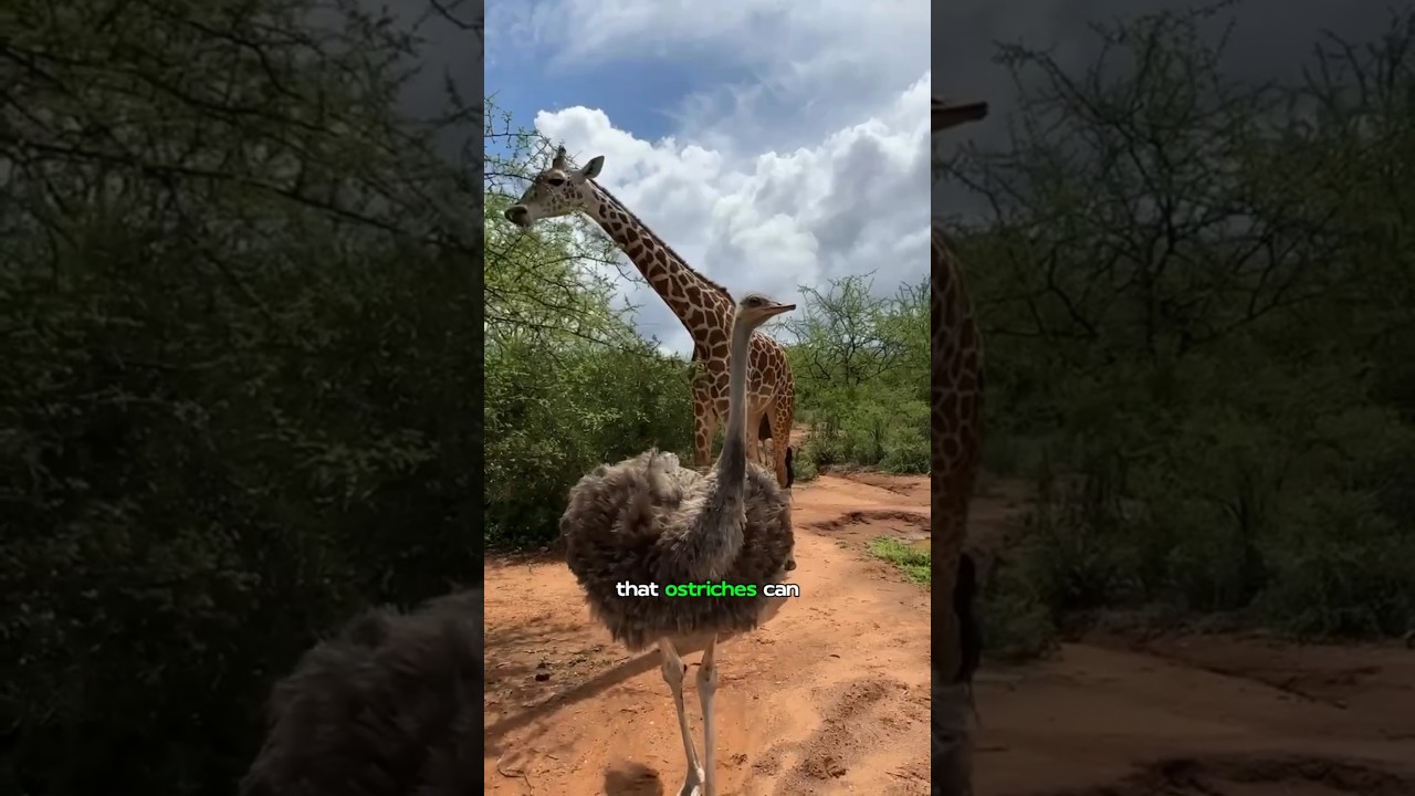 Ostrich Real sound Fact in English 