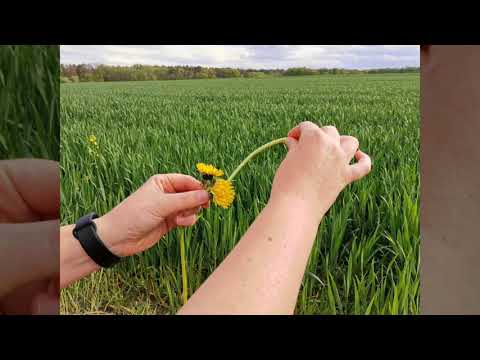 Video: Pampeliška pole - spíž užitečných látek
