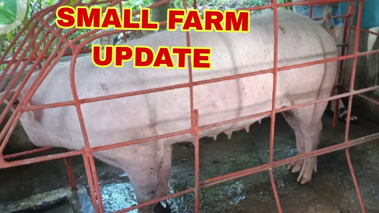UPDATE TO OUR SMALL PIGGERY/CLEANING AND SHOWERING 🐷 - YouTube