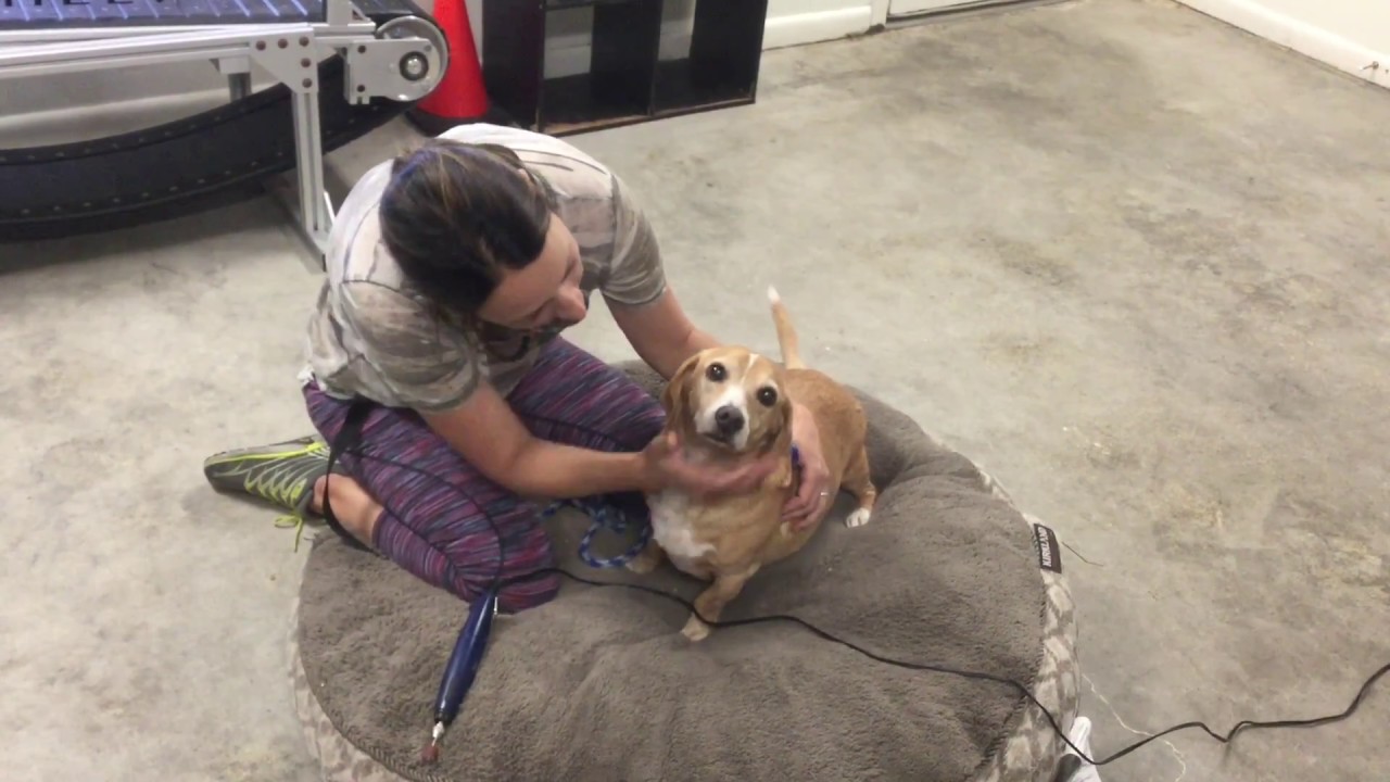 How to Trim and Dremel a Dog's Nails YouTube