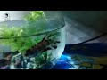 Nice fish in aquarium srratul viral shortss edits edit