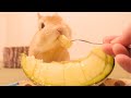 爪切りのご褒美に初メロンをウサギにあげたらこうなりました【No.772】