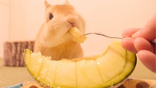 I gave my first melon to a rabbit as a reward for nail clipping [No.781].