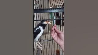 si tiuuu  jalak huren    gscorr  🤣🤣🤣😋😋😋😋😍😍😍😍😍