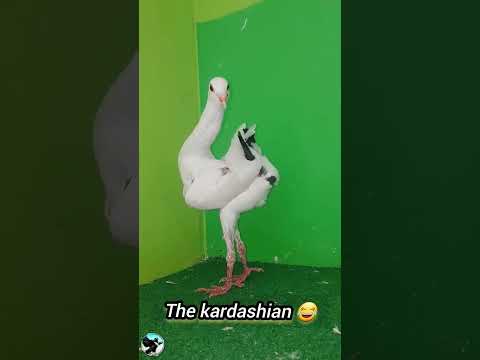      حمام مالطي حمام مالتس 