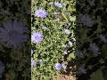 Que coisa mais linda! #youtube #ytcreator #ia #shorts #natureza #beija-flor