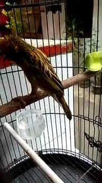 Manyar kepala emas suara kenarian