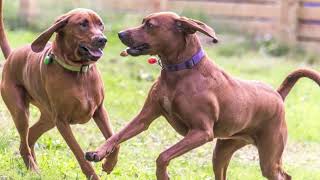 Redbone Coonhound Dog, Redbone Coonhound as a Pet, How to Take Care of a Redbone Coonhound