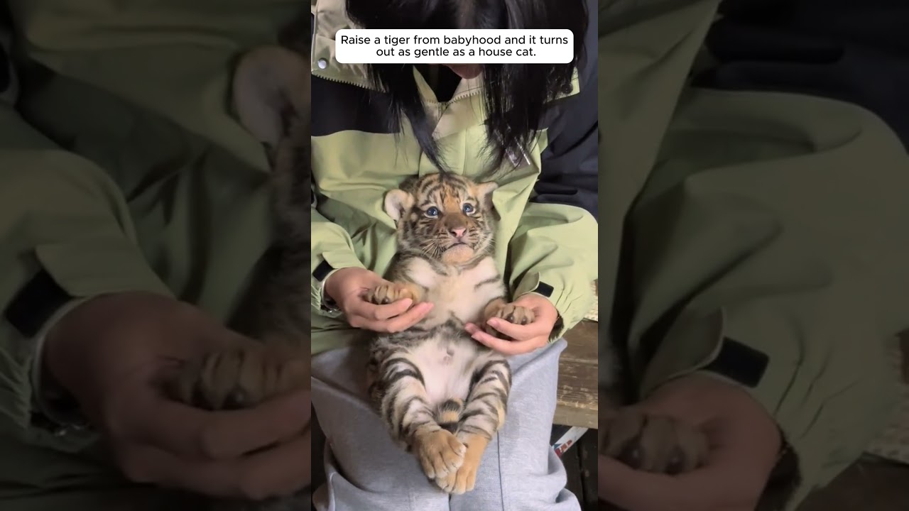 Raise a tiger from babyhood and it turns out as gentle as a house cat.