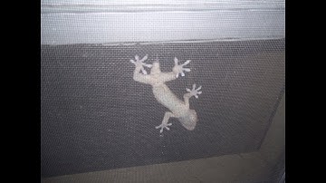 WinGecko: Ultimate Windows Memory Hacking Server (with C# Client)