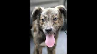 Haddie Rescued