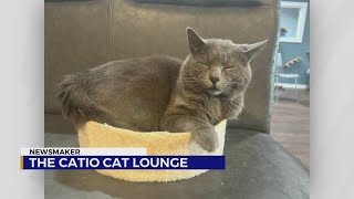 Newsmaker: The Catio Cat Lounge