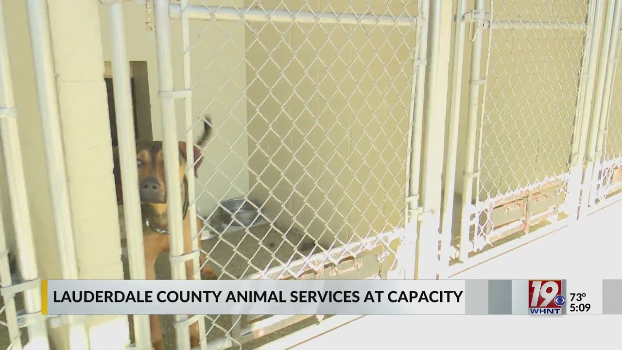 Lauderdale Co. Animal Services at Capacity - YouTube