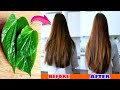 Use Betel Leaves For 1 Week To Grow Long and Thicken Hair Naturally