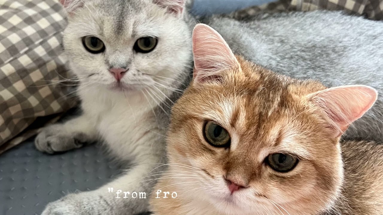 Alchemist/Kazyua【陰と陽|交わらない価値観のラブソング】