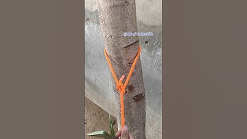 The World Most Trusted Knot...