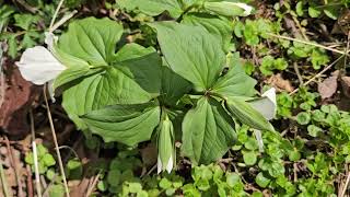 White Trillium Resiliency 