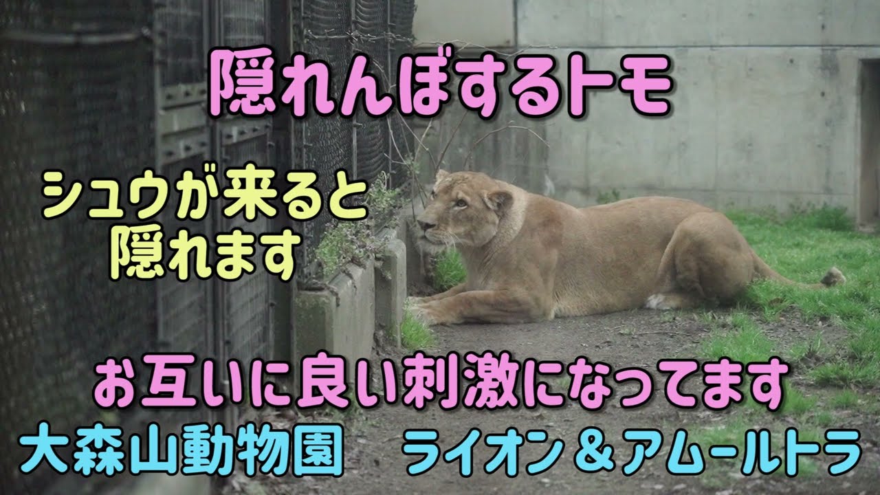ライオン トモは元気でしたその2 隠れんぼするトモ お互いに良い