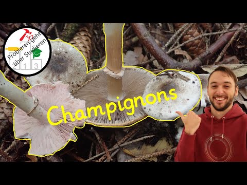 Video: Wie kann man einen falschen Champignon von einem echten unterscheiden?