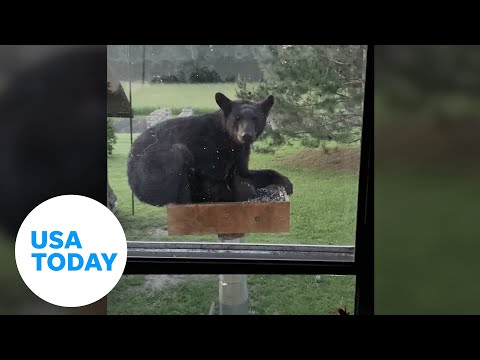 Backyard bird feeder raided by small black bear in Minnesota | USA TODAY
