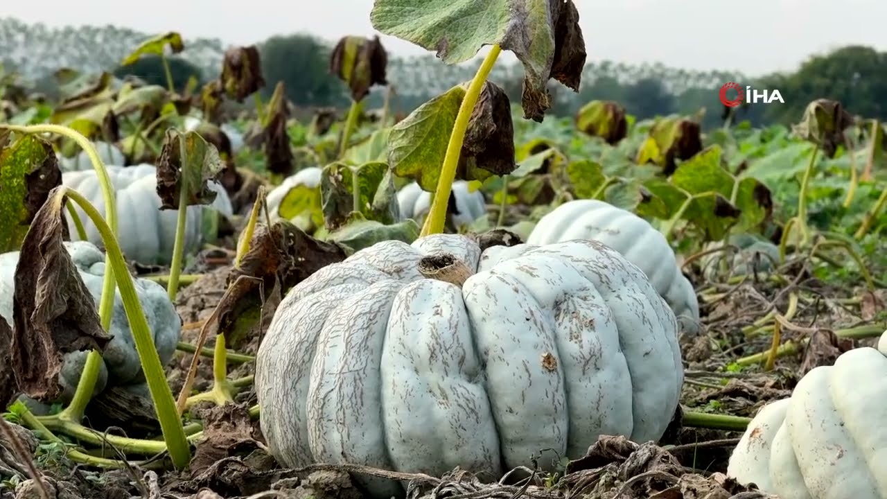 Beyaz Elmas Sofralarda Sakaryada Bal Kabağı Hasat Zamanı
