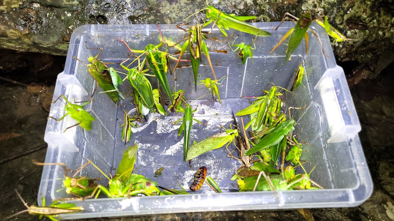 Bắt những con châu chấu đầu mùa béo tròn, chiên giòn và thưởng thức