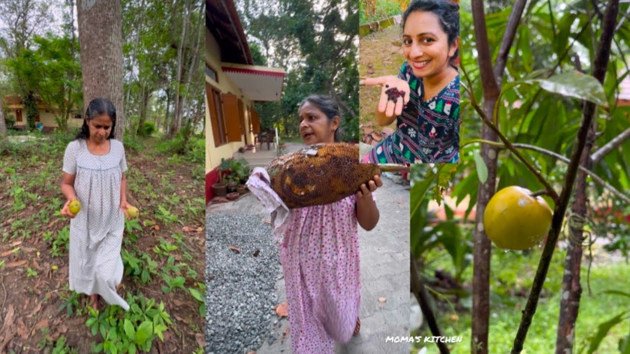വേനൽ കാലത്ത് ഞങ്ങളുടെ വീട്ടുവളപ്പിൽ പ്രകൃതി ഒരുക്കിയ Fruits Festival 🍑🍓🥭🍊🍋 കാണാൻ വായോ