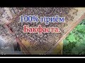 3 Часть  Подсадка Бакфаста и его результат на приём