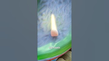 Swallowing A Tooth?! 😬 (what happens?)