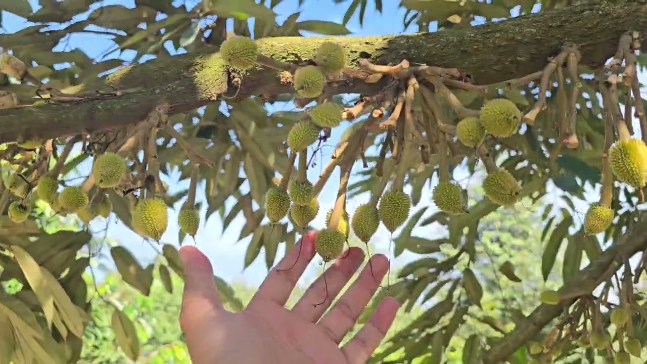 Vườn sầu riêng trái 15-25 ngày sau đậu trái mùa thuận năm 2025-2026.