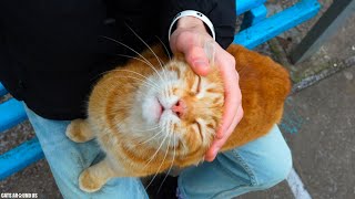 Ginger Cat sweet Purring when Petted by Cats Around Us 607 views 1 year ago 5 minutes, 28 seconds