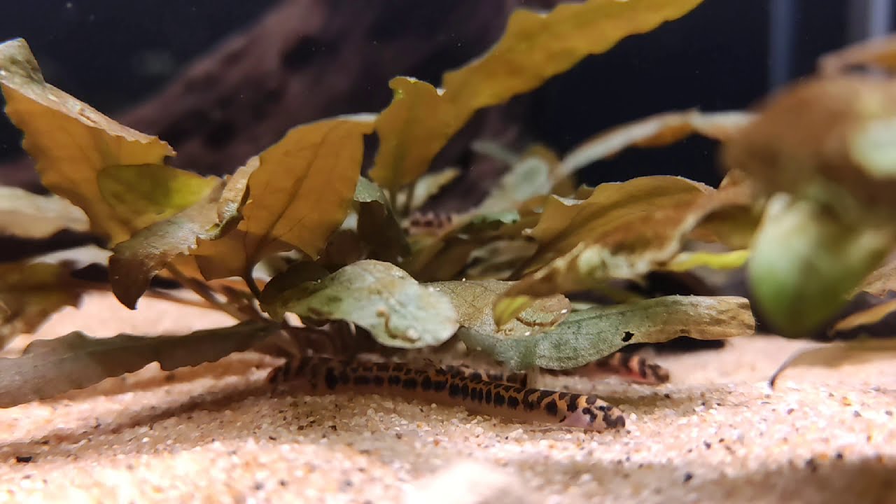 Pangio shelfordii (wild) bij Aquarium Speciaalzaak Utaka